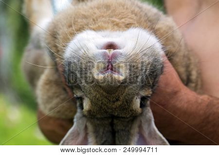 Rabbit Likes To Lie On The Hands Of Man