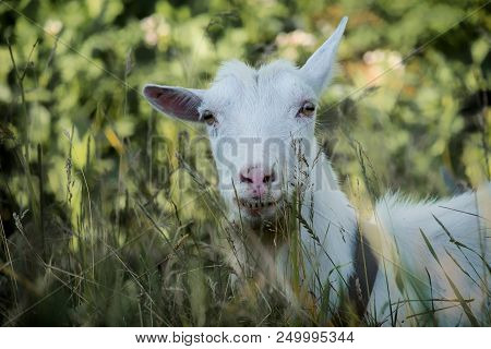 White Goat Raised One Ear (capra Aegagrus Hircus)