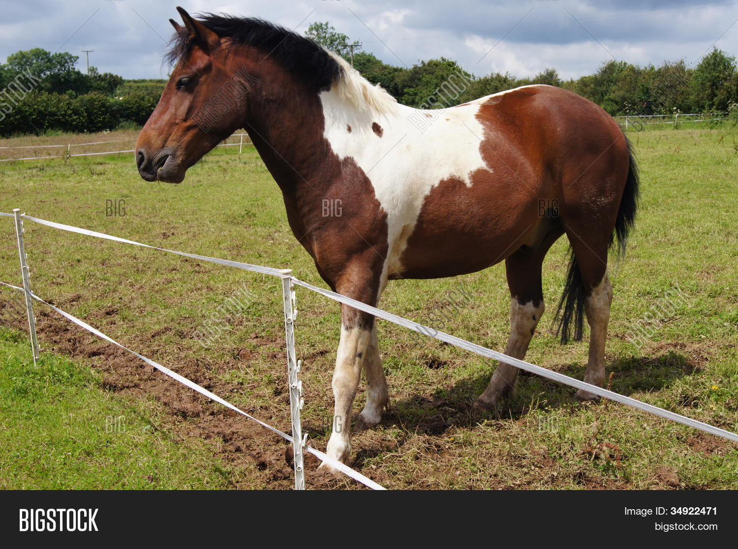 Dartmoor Pony Image & Photo (Free Trial) Bigstock
