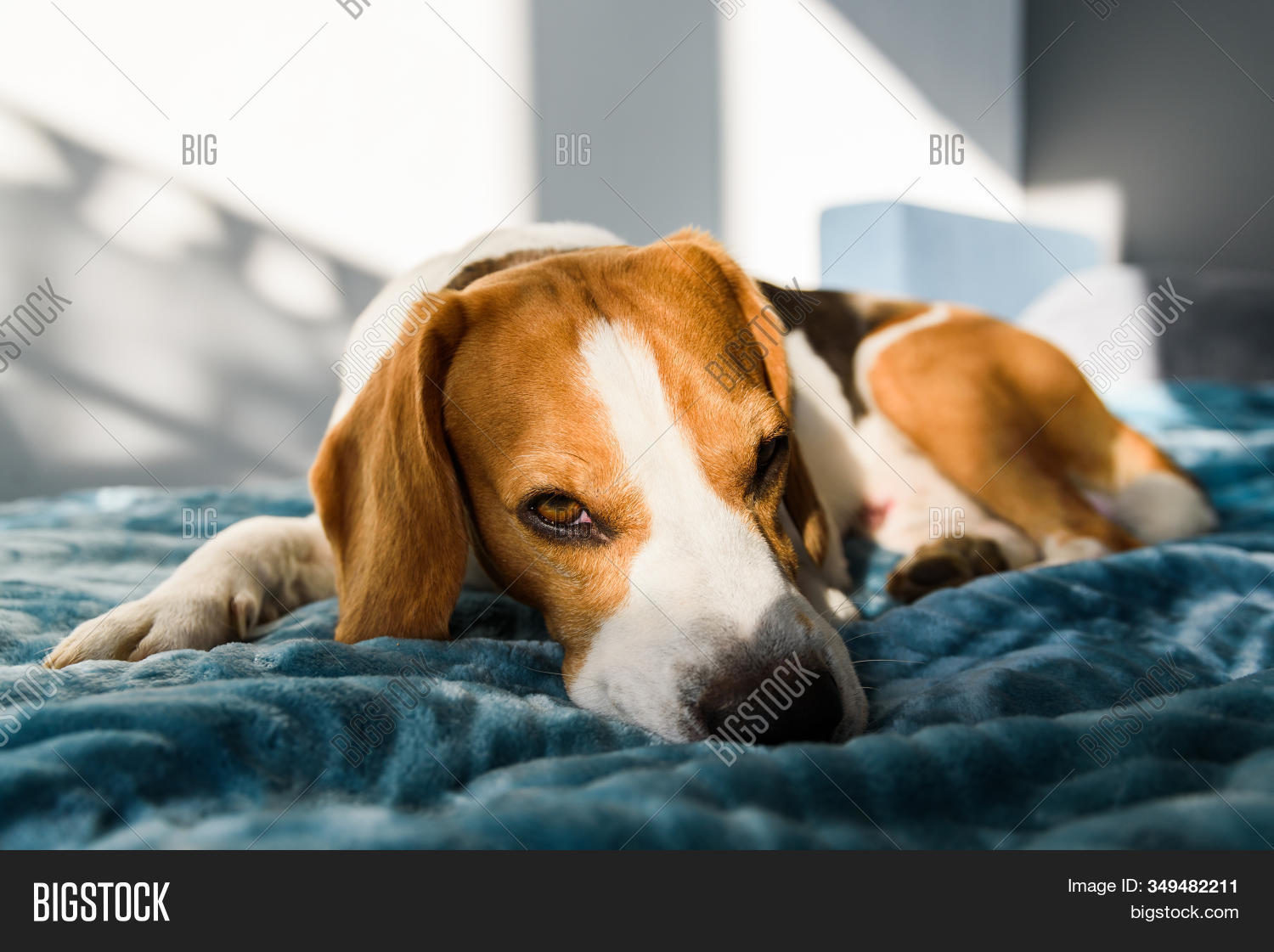 Sleeping Dog Bed. Pet Image & Photo (Free Trial) Bigstock
