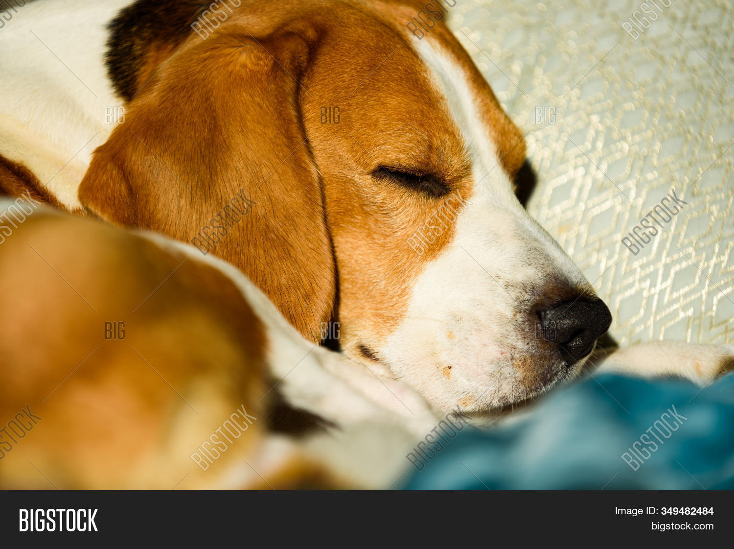 Sleeping Dog Bed. Pet Image & Photo (Free Trial) Bigstock
