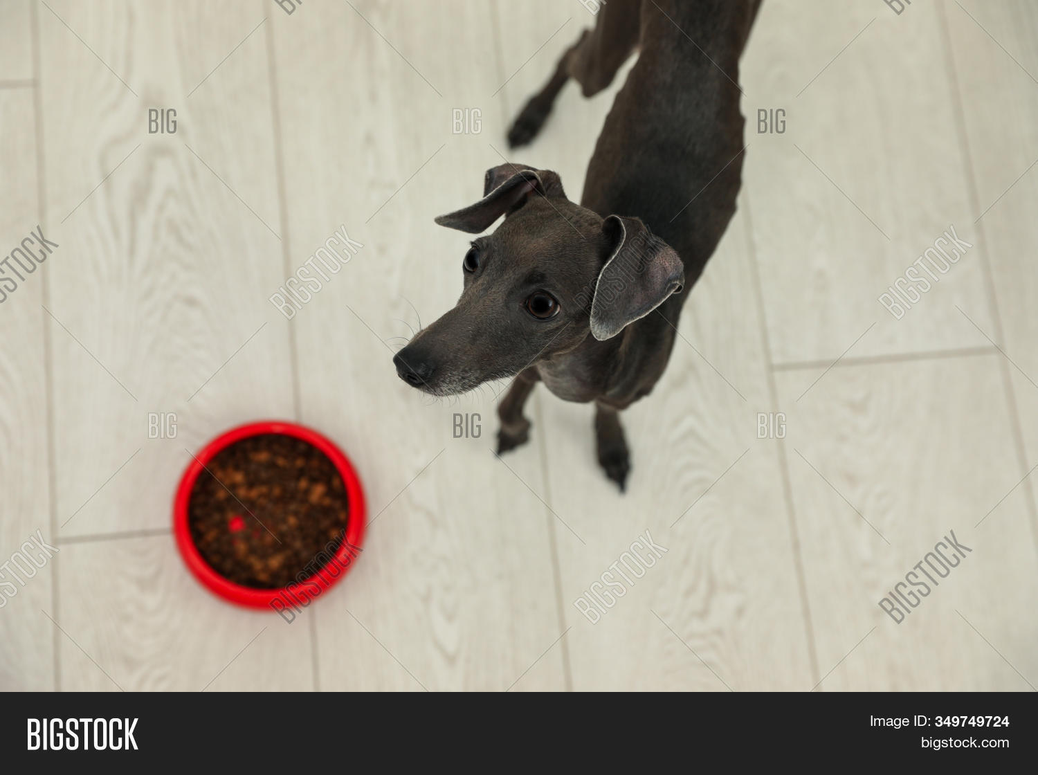 greyhound feeding bowls
