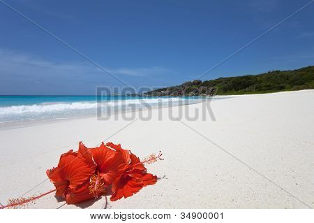 Hibiskus