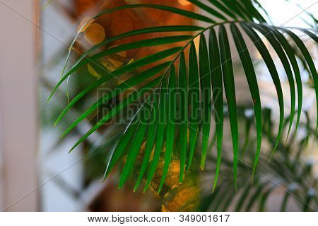 Decorative Areca Palm In Interior Of Room