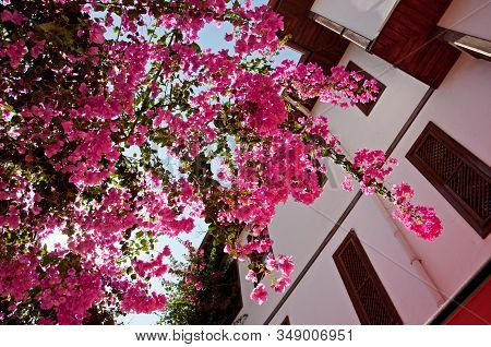 Beautiful Pink Flowers Bougainvillea In Street Of Old Town Kaleici In Antalya
