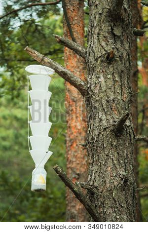 Device Predict Killing Live Trees By Base Of A Pine Tree With Bark Beetle Holes. These Insects Repro