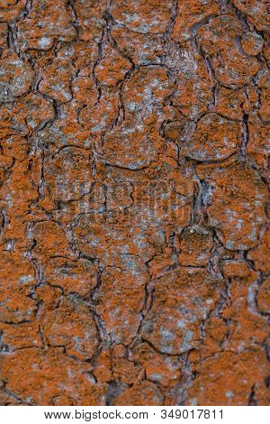Pine Tree Aging Bark Texture Background With Moss And Lichen Selective Focus