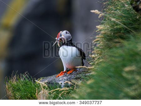 Puffin Holding Fish In Its Mouth In The Cliffs Of Ingolfshofdi Cape In Iceland
