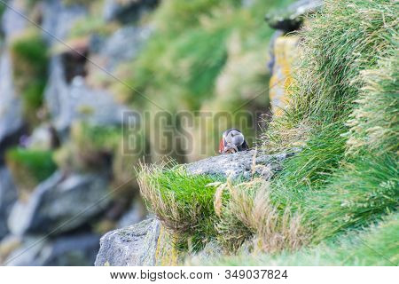 Puffin In The Cliffs Of Ingolfshofdi Cape In South Iceland