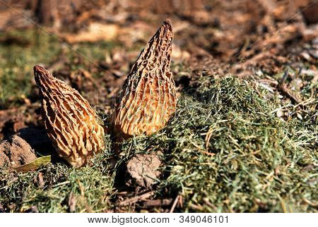 Two Morel Mushrooms growing in a field. The edible fungi is prized by Gourmet Chefs and considered a delicacy 