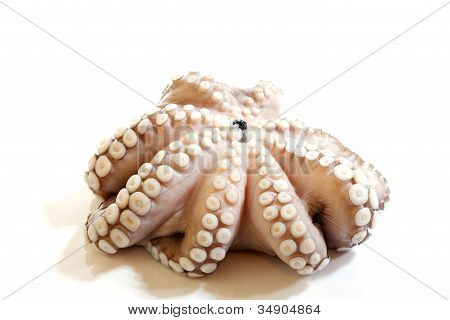 Krake