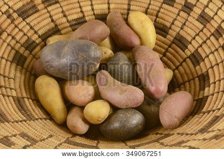 Close Up Of Organic Raw Fingerling Potatoes Varieties In Woven Basket