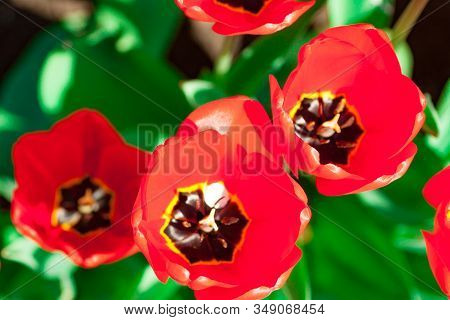Beautiful Bright Red Tulips In The Photo With A Blurred Background And Soft Focus Trick For Greeting