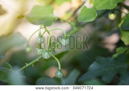 Green Of Solanum Trilobatum Linn In Organic Herb Garden