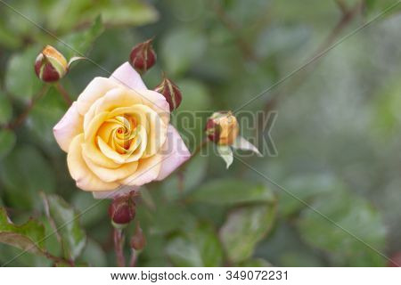 Pale Pink Rose With Rose Droplets Closeup Selective Focus.
