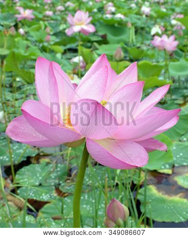 Far Eastern Lotus Komarova With Light Pink Petals On The Background Of The Lotus Lake, Green Leaves 