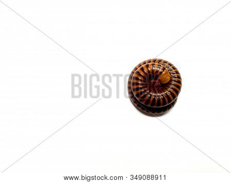 Circle Of Millipede Isolated On White Background
