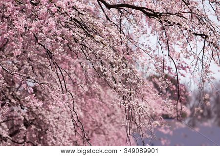 Japanese Shidare zakura in full bloom. Wall of cherry flowers in light and dark pink.