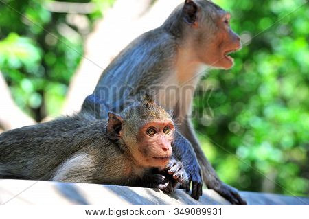 The Crab-eating Macaque. The Monkey Lives In A Natural Of Thailand.
