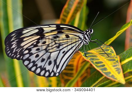 exotic butterfly in natural habitat (idea leuconoe chersonesia)