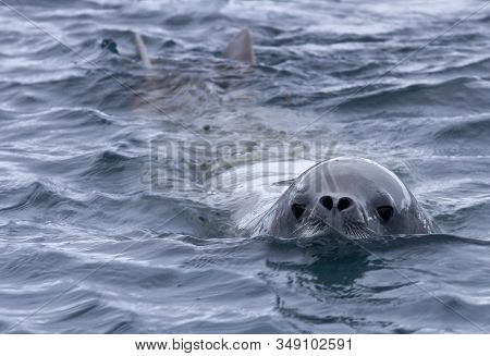 Crabeater Seal That Swims In The Water