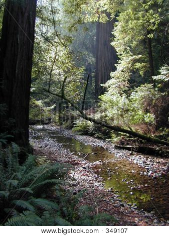 Redwood Forest Stream