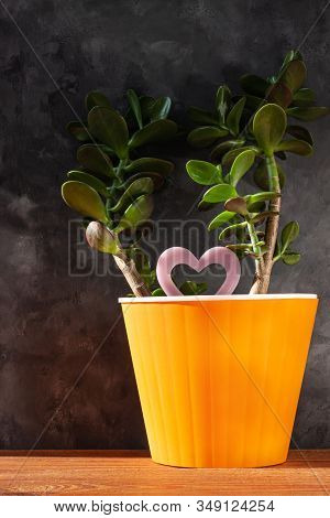 Succulent Plant In Orange Pot.creative Money Tree With Green Leaves In Minimal Style.feng Shui Home