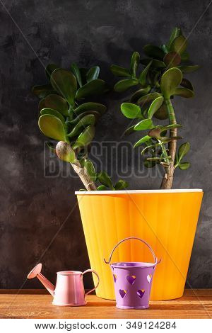 Succulent Plant In Orange Pot.creative Money Tree With Green Leaves In Minimal Style.feng Shui Home