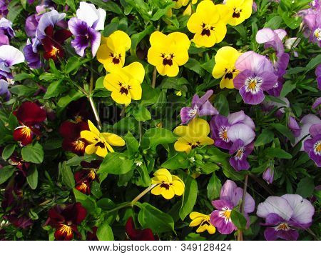 Pansy, Botany Name Viola Wittrockiana, Family Violaceae