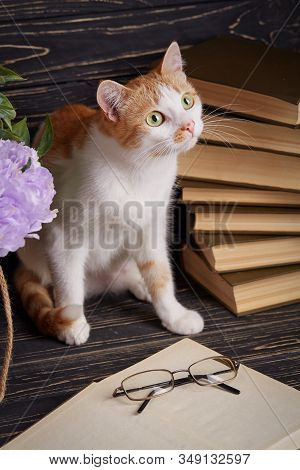 Scientist Cat. Pussy Learns To Read Books