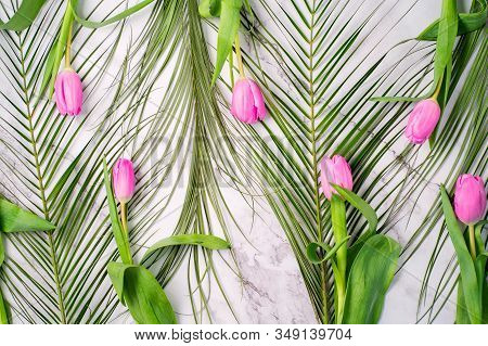 Closeup Beautiful Spring Summer Background With Green Robelini And Pink Tulips. On White Marble, Top