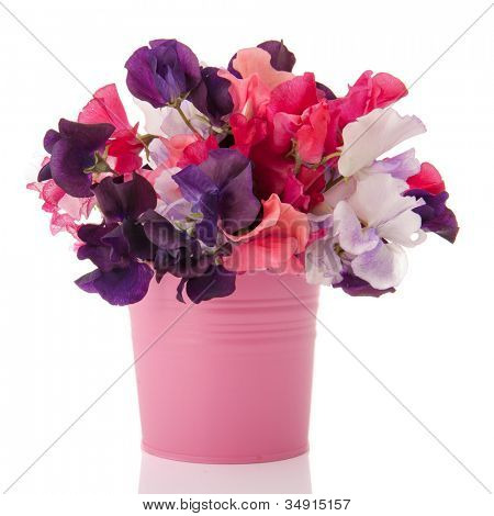 Lathyrus kytice v růžová váza izolovaných na bílém pozadí