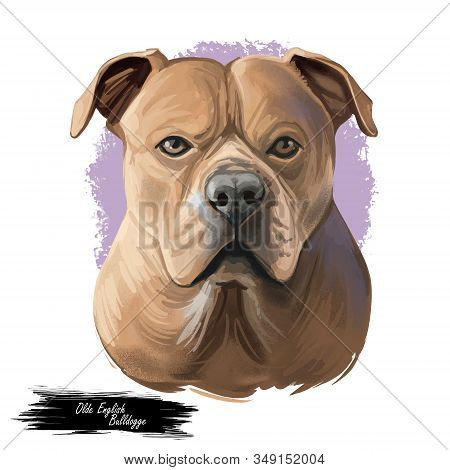 Olde English Bulldogge Digital Art Illustration Of Cute Dog Muzzle Isolated On White. Leavitt Bulldo