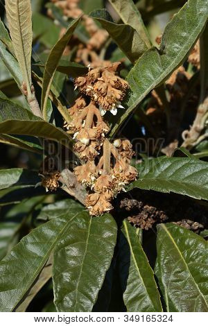 Japanese Medlar - Latin Name - Eriobortya Japonica