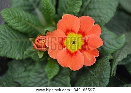 Orange English Primrose - Latin Name - Primula Polyanthus Hybrids