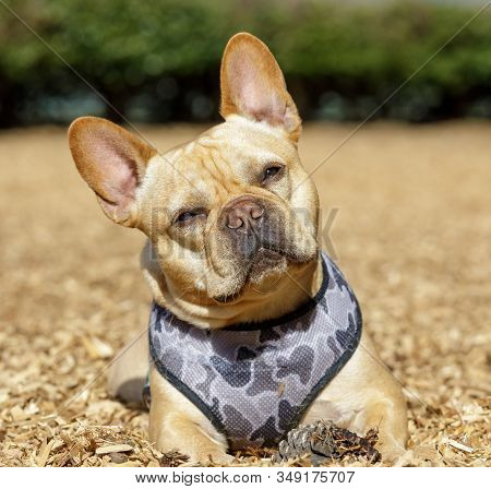 Frenchie Male Head Tilting Near His Pine Cone. Off-leash Dog Park In Northern California.