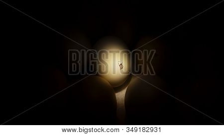 Egg About To Hatch In The Dark Inside The Incubator