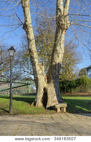 Old Tree In The Park Next To A Bench And Lantern
