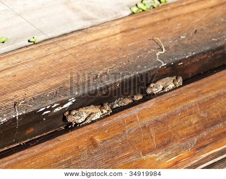 เท้า Toads แห่งไม้