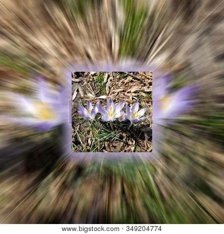 Close-up Zoom On Purple Corcus Flowers Blooming In The Woods For Early Spring Backgrounds.