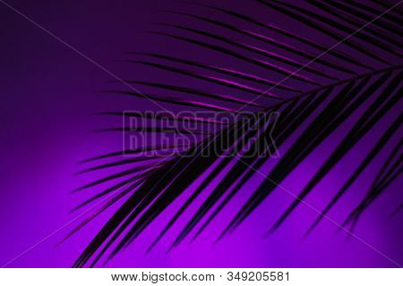 Tropical And Palm Leaves In Vibrant Bold Gradient Holographic Neon Colors. Concept Blog Template.