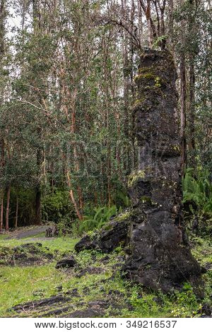 Leilani Estate, Hawaii, Usa. - January 14, 2020: Tall Centuries Old Black Lava Tree In Green State M
