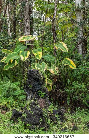 Leilani Estate, Hawaii, Usa. - January 14, 2020: Centuries Old Black Lava Tree With Green-yellow Pla