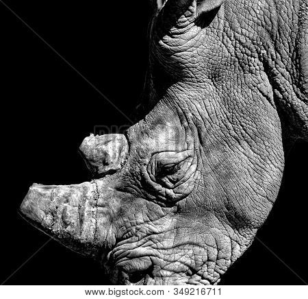 Black And White Photo Of Rhino With Black Background. It Is A Wildlife Photo From Africa On A Safari