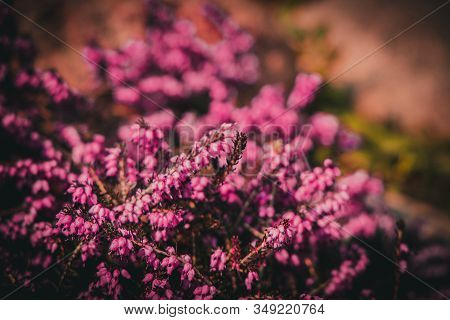 Beautiful Pink Summer Flowers In A Sunny Spring Garden