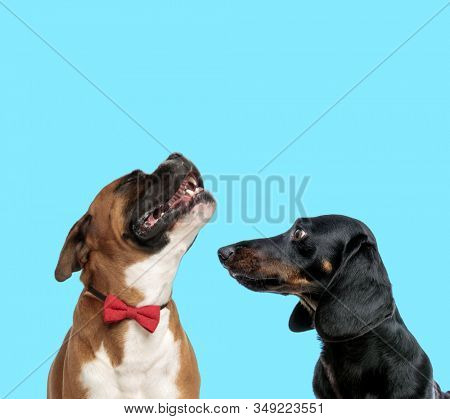 Happy Boxer wearing bowtie while looking up and Tackel looking at it on blue background