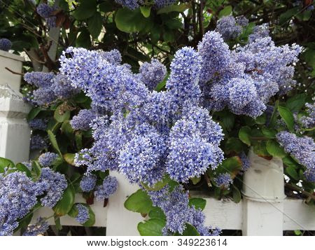 Ceanothus, California Lilac Flowers Close Up. Unusual Blue Color Lilac Hanging Over A White Picket F