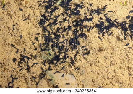 Toad Runner, (epidalea Calamita), Tadpoles In Pond Moving In Clear Water. Leon, Spain