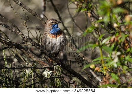 Bluethroat, Luscinia Svecica, Perched On A Branch After A Bath.