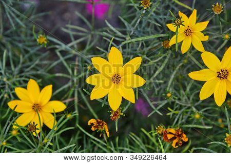 Whorled Tickseed In Full Bloom In June